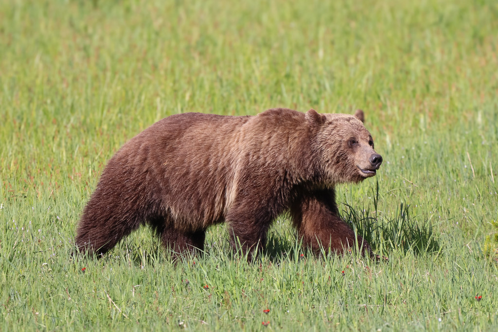 The Predator's Fire: How Fire Signs Mirror Nature's Hunters (Image Credits: Flickr)