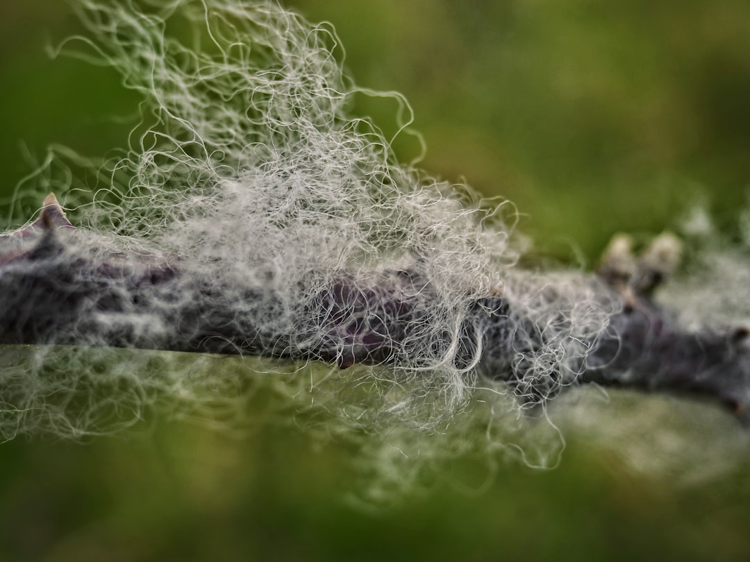 Toughness, Not Just Strength: Spider Silk and Next‑Gen Fibers (Image Credits: Unsplash)