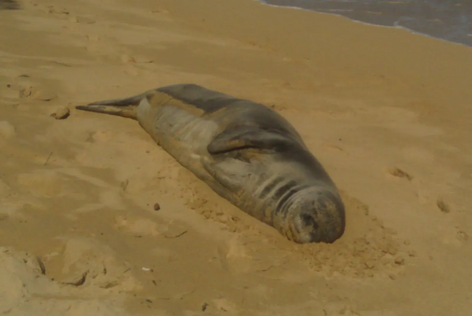 The Hawaiian Monk Seal: The Last Wild Seal of the Pacific Islands (By Andrew Danielson, CC BY-SA 3.0)