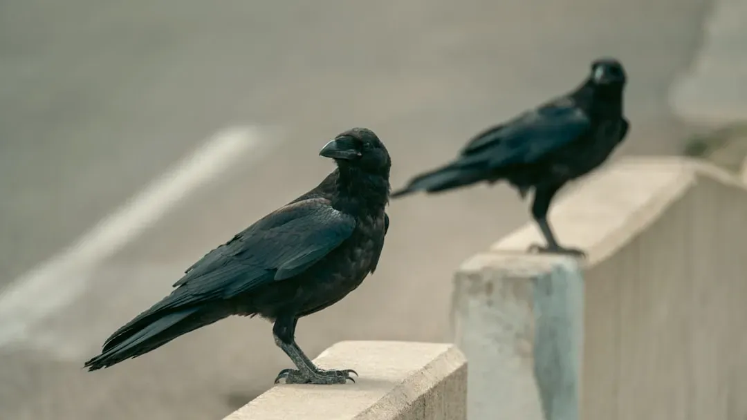 7. Crows Understand Fairness More Than You Might Expect (Image Credits: Unsplash)