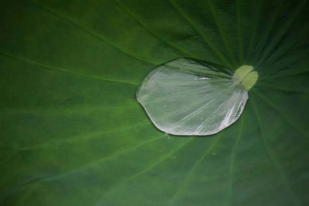 Self-Cleaning Surfaces: Lotus Leaves and Dirt-Repellent Coatings (Image Credits: Unsplash)