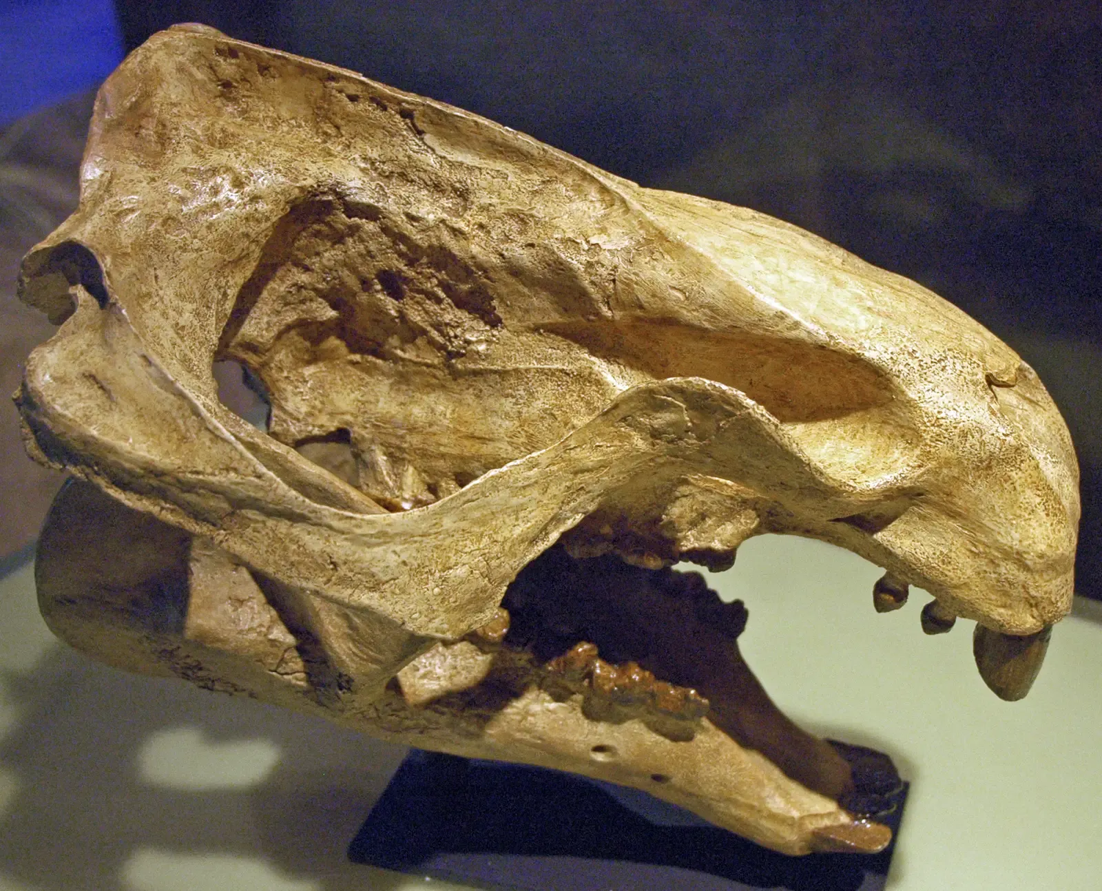 2. You Chew Your Food Thanks to a Radical Jaw Revolution (Moeritherium lyonsi (fossil mammal) (Eocene), CC BY 2.0)