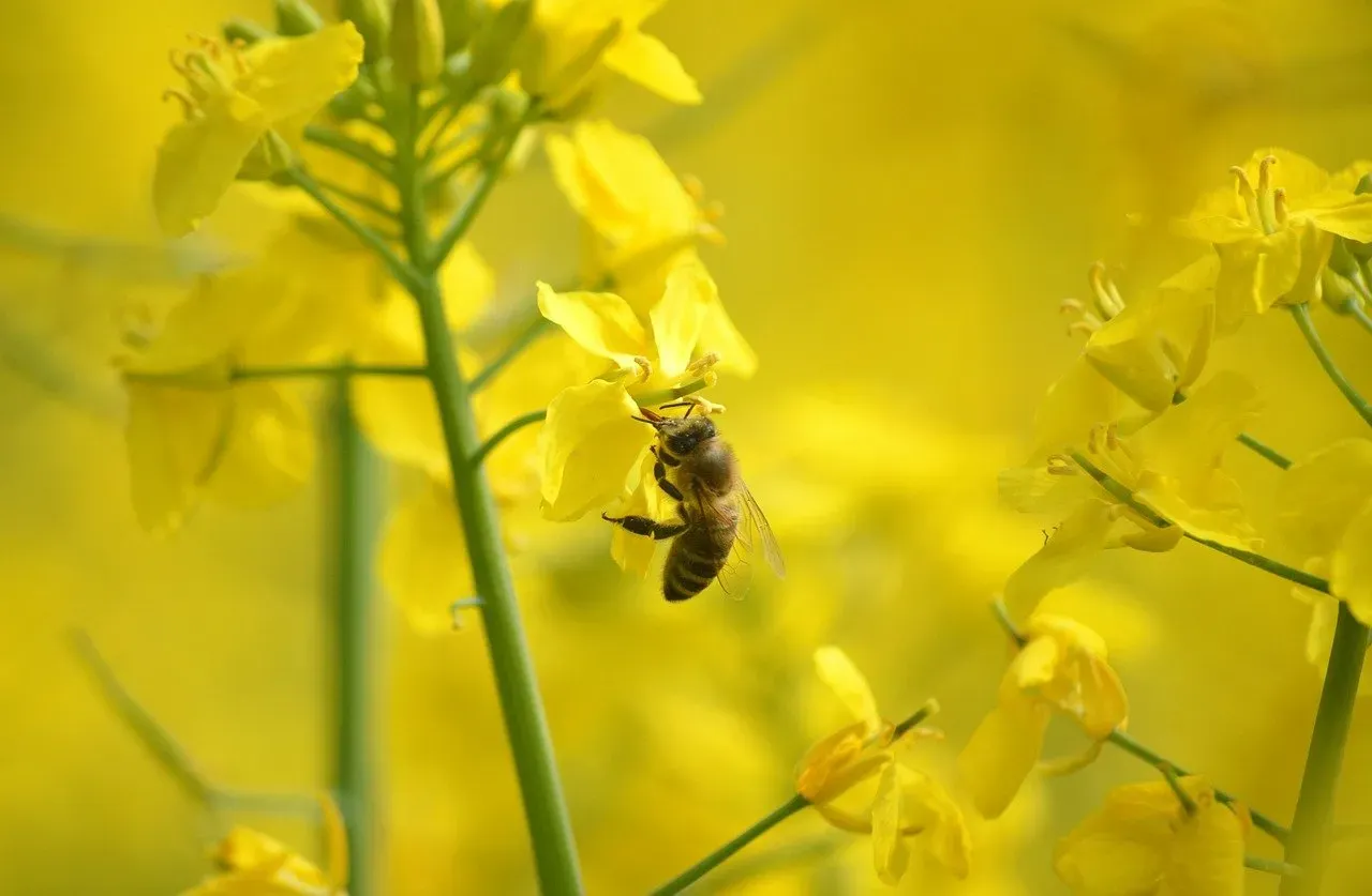 How This Changes Farming, Research, and Everyday Habits (Image Credits: Pixabay)