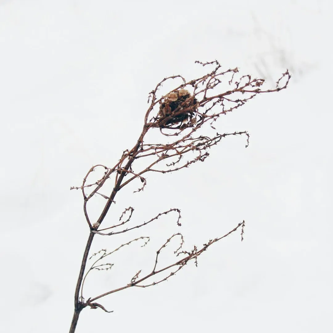8. Plants Go From Glorious to Ghostly as They Enter Dormancy (Image Credits: Unsplash)