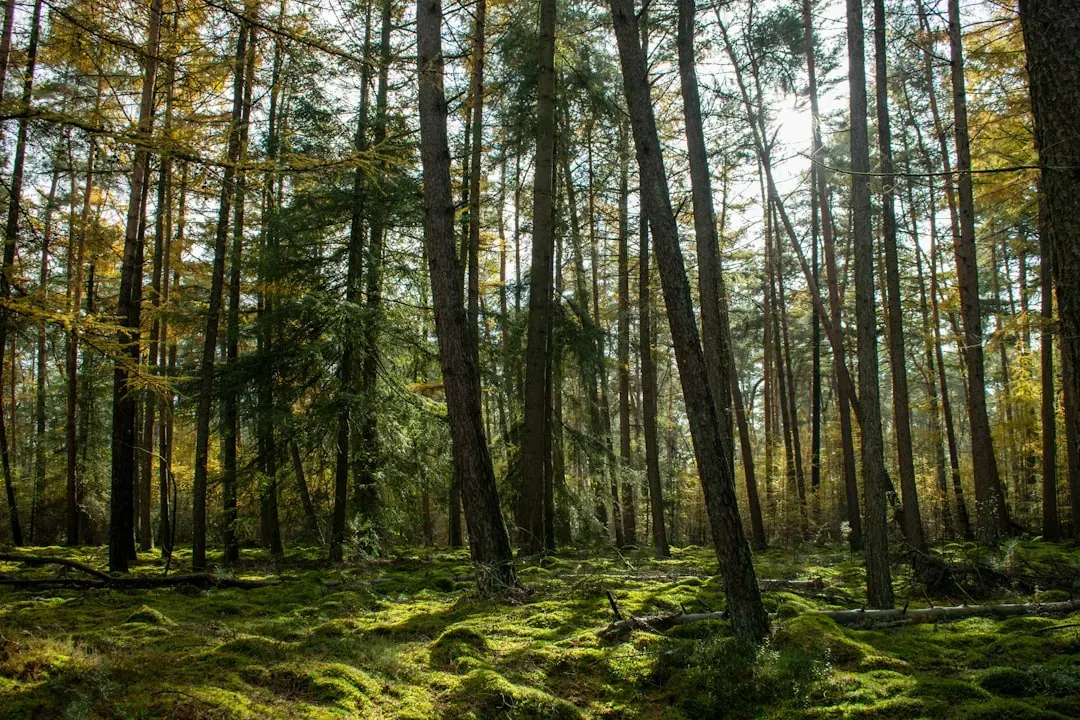 Why No Supplement Can Package a Whole Ecosystem (Image Credits: Unsplash)