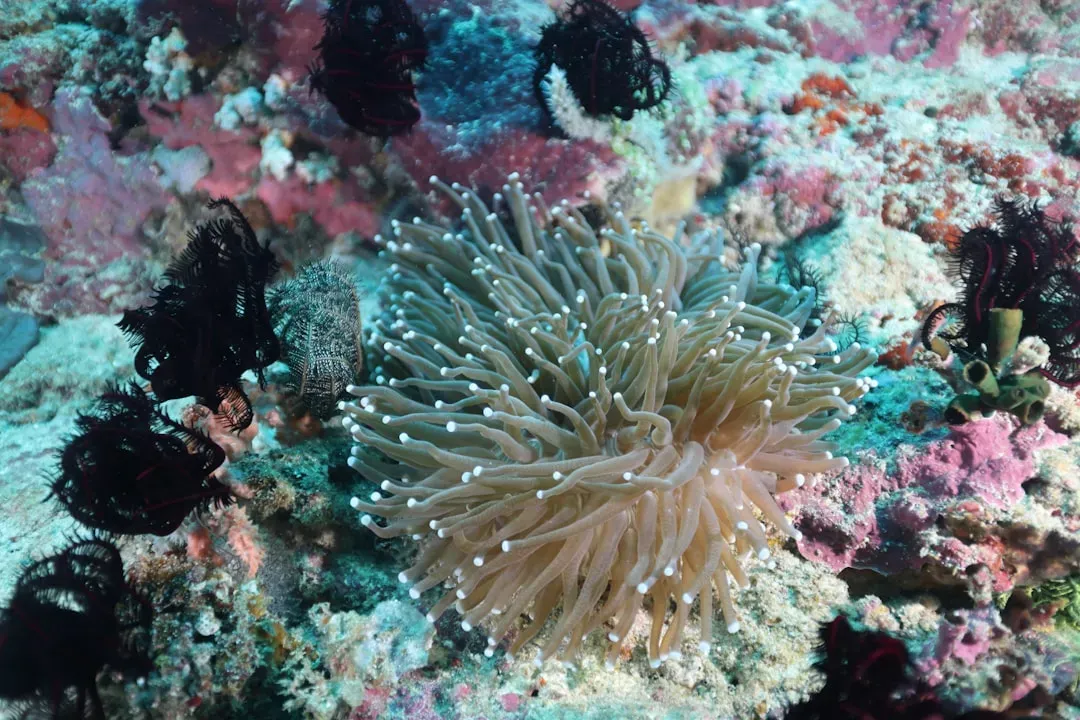 Over 800 New Marine Species in a Single Year (Image Credits: Unsplash)