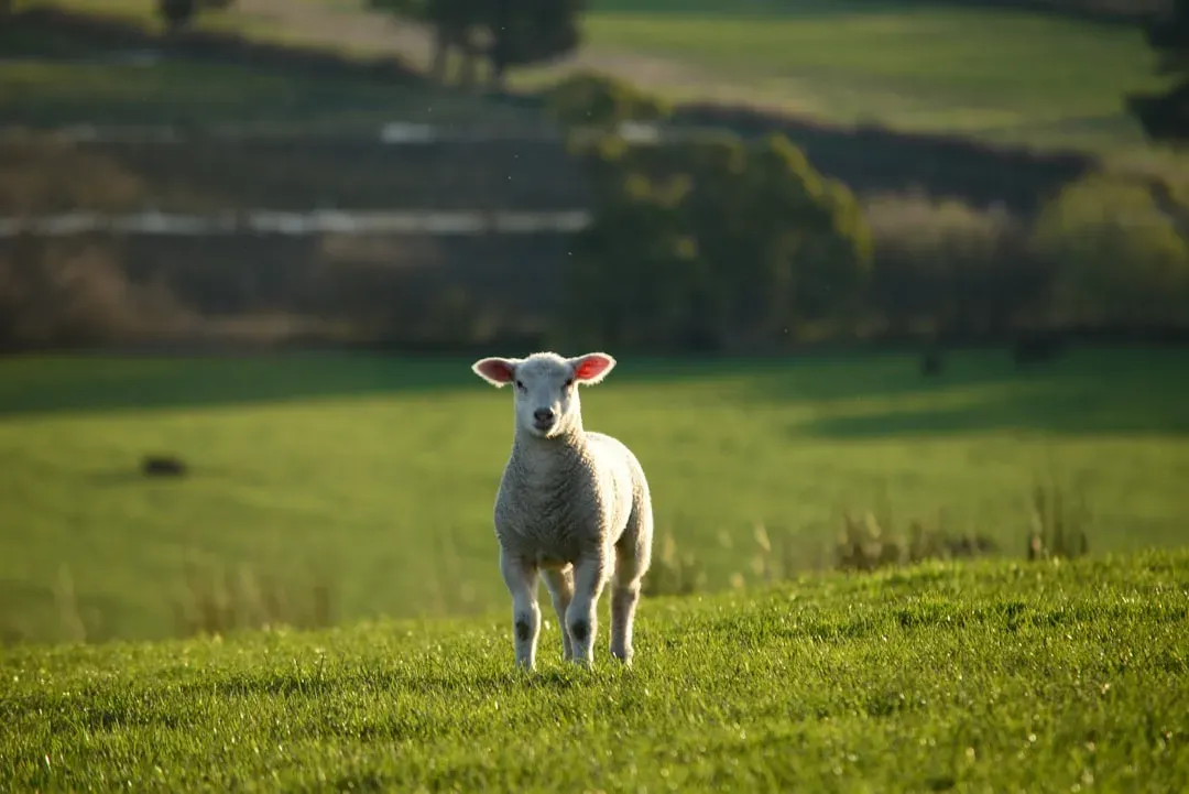 #8 - The Vegetable Lamb of Tartary: Half-Plant, Half-Sheep, All Fiction (Image Credits: Unsplash)
