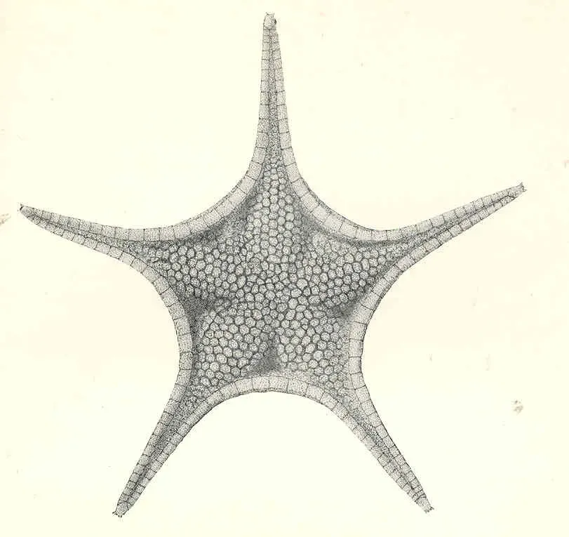 Certain Deep-Sea Invertebrates: Life in the Abyss (Image Credits: Wikimedia)