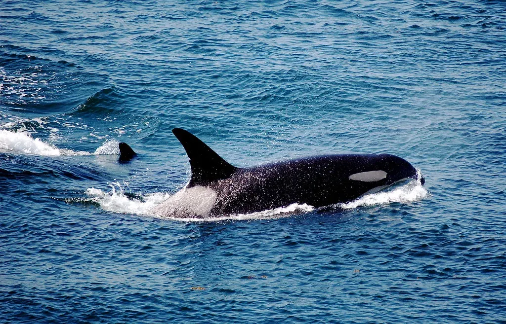 7. You’re Meeting the Ocean’s Menopause Grandmothers (jc.winkler, Flickr, CC BY 2.0)