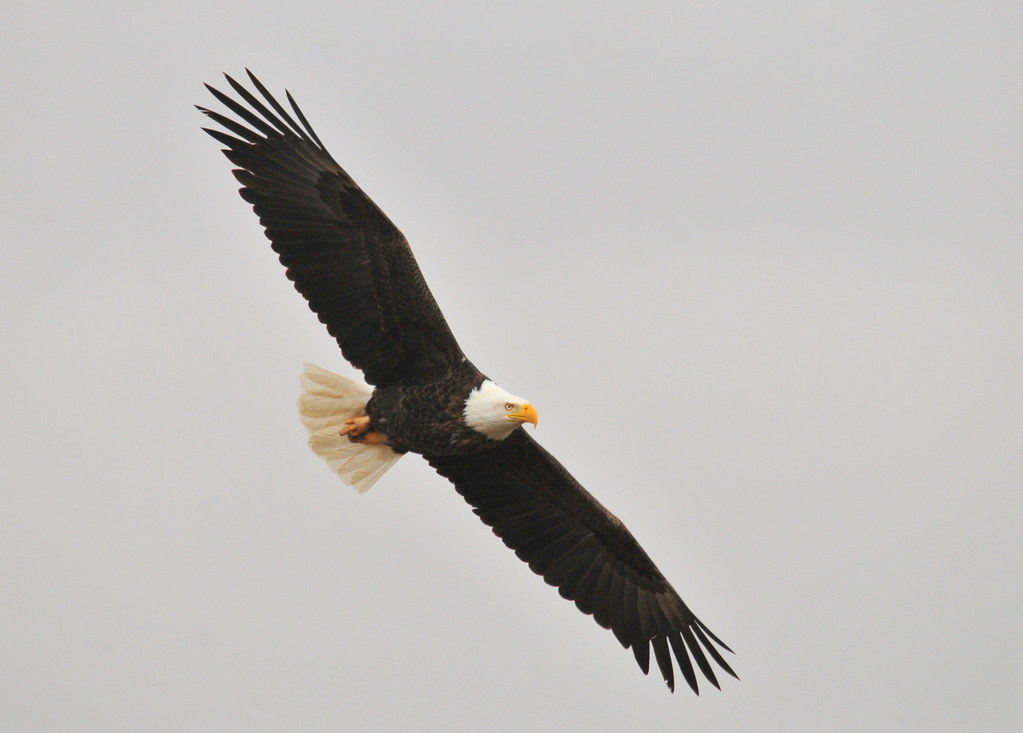 Aquarius and the Eagle: Visionary Leaders (Image Credits: Flickr)