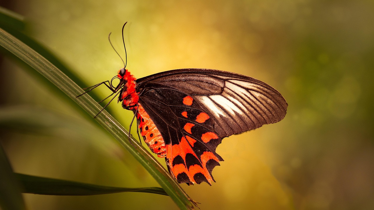 Libra and the Transformative Butterfly (Image Credits: Pixabay)