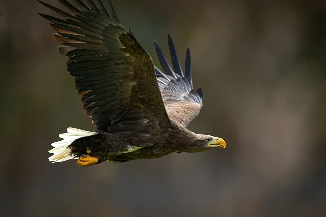 White-Tailed Eagle: The Coastal Pirate of Eurasia (Image Credits: Unsplash)