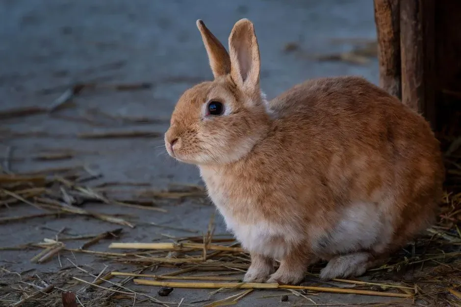 Body Language Clues: How to Read the Whole Rabbit (Image Credits: Pexels)