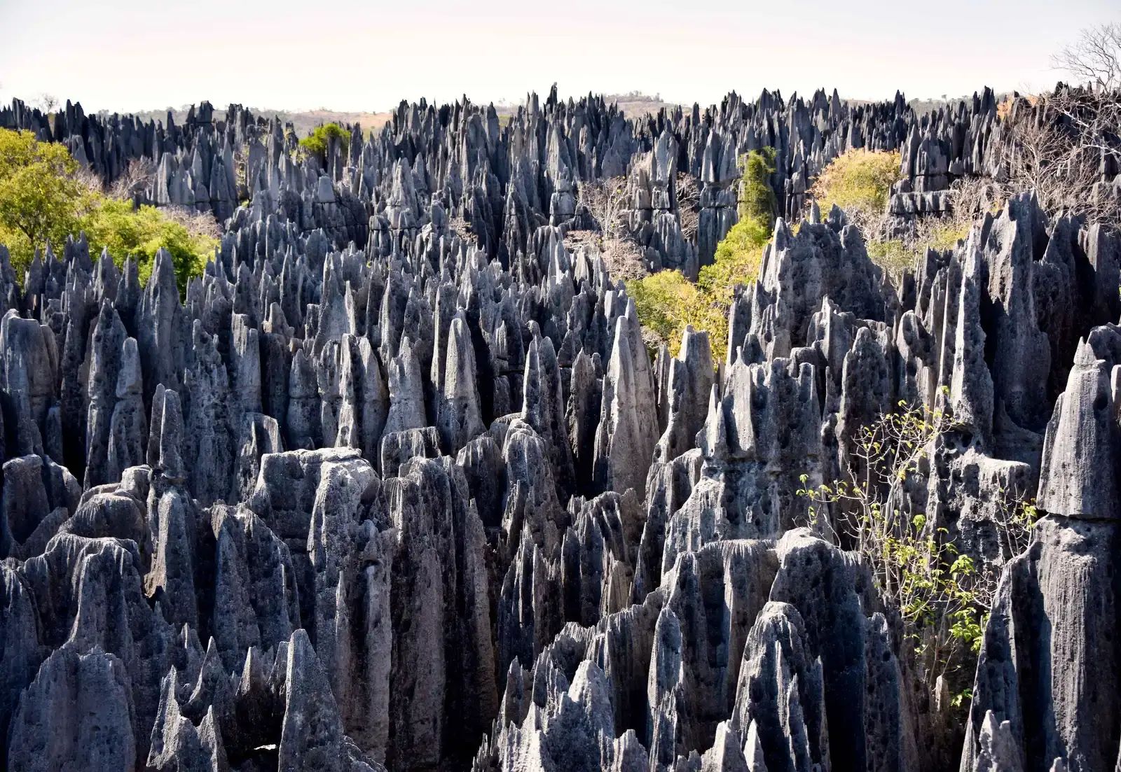 Tsingy de Bemaraha: The Forest of Knives (Image Credits: Wikimedia)