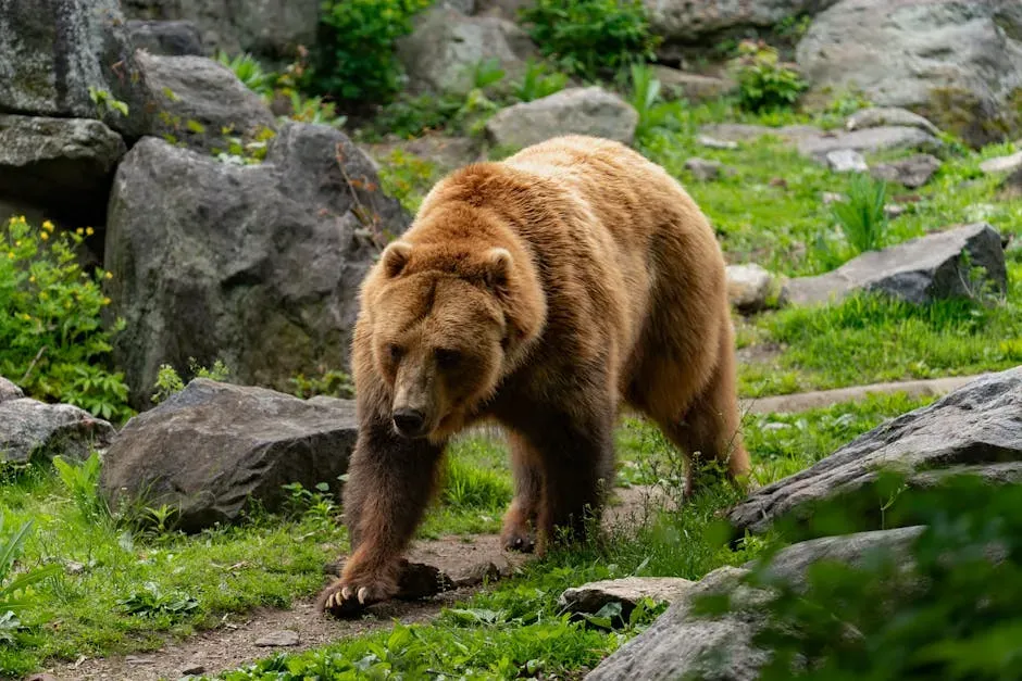 Before You Ever See a Bear: Trail Habits That Save Lives (Image Credits: Pexels)