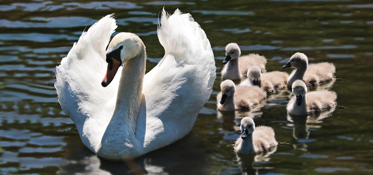 Cancer: The Protective Swan (Image Credits: Pixabay)