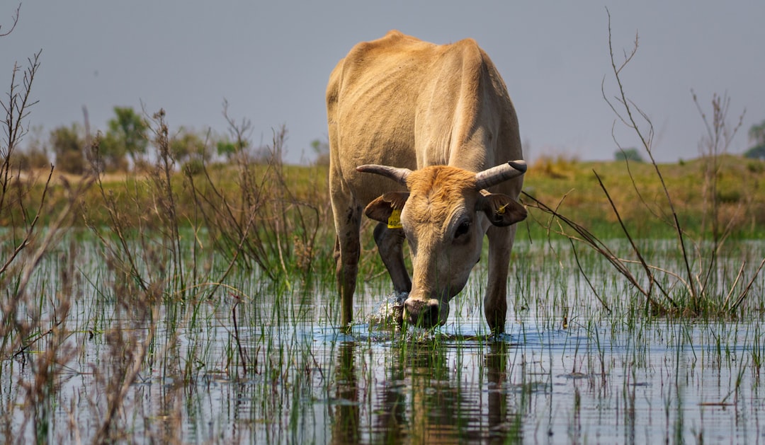 The Human Factor: Dams, Forests, and Farms (Image Credits: Unsplash)