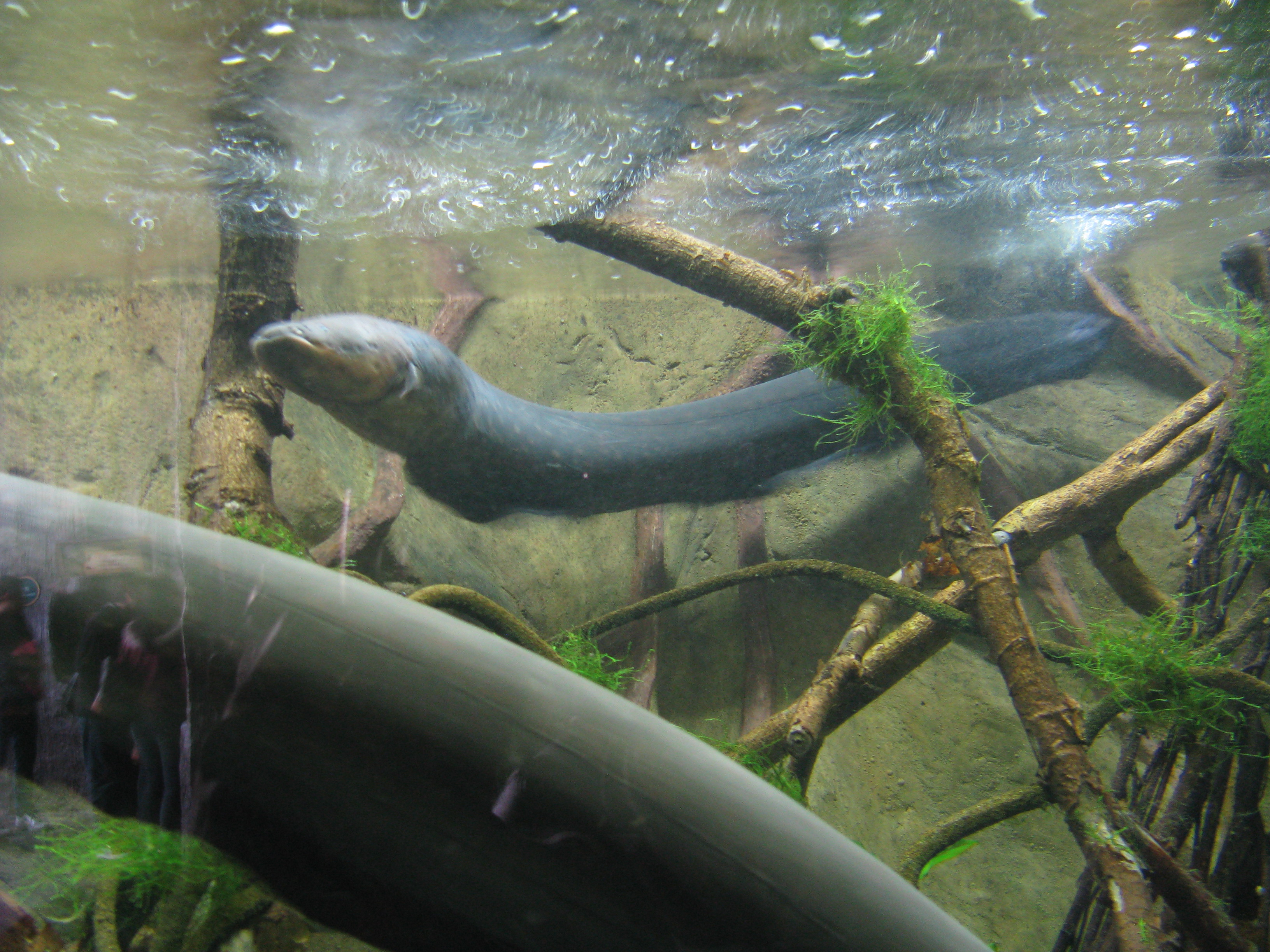 Electric Eel Hunting Strategies (Image Credits: Wikimedia)