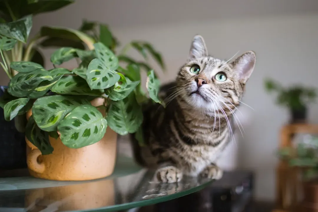 Other Everyday Houseplants That Quietly Pose a Risk to Cats (Image Credits: Unsplash)