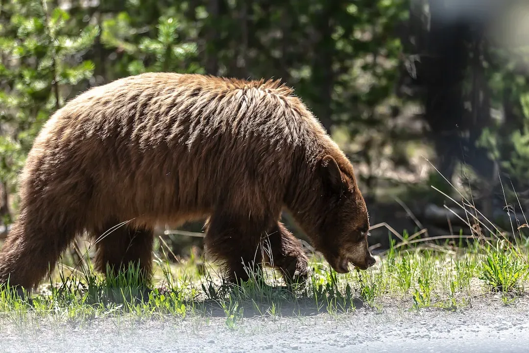 Understanding Yellowstone’s Grizzlies: Predator, Protector, or Just a Big Neighbor? (Image Credits: Unsplash)