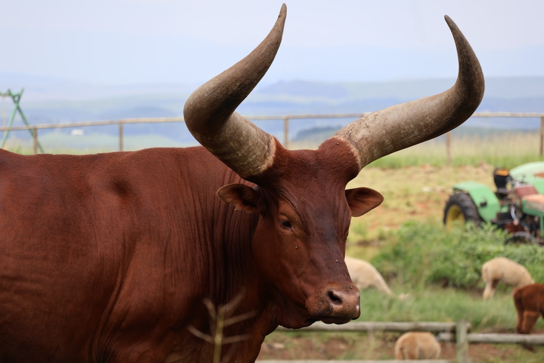 Fire Signs: Aries, Leo, Sagittarius (Image Credits: Unsplash)