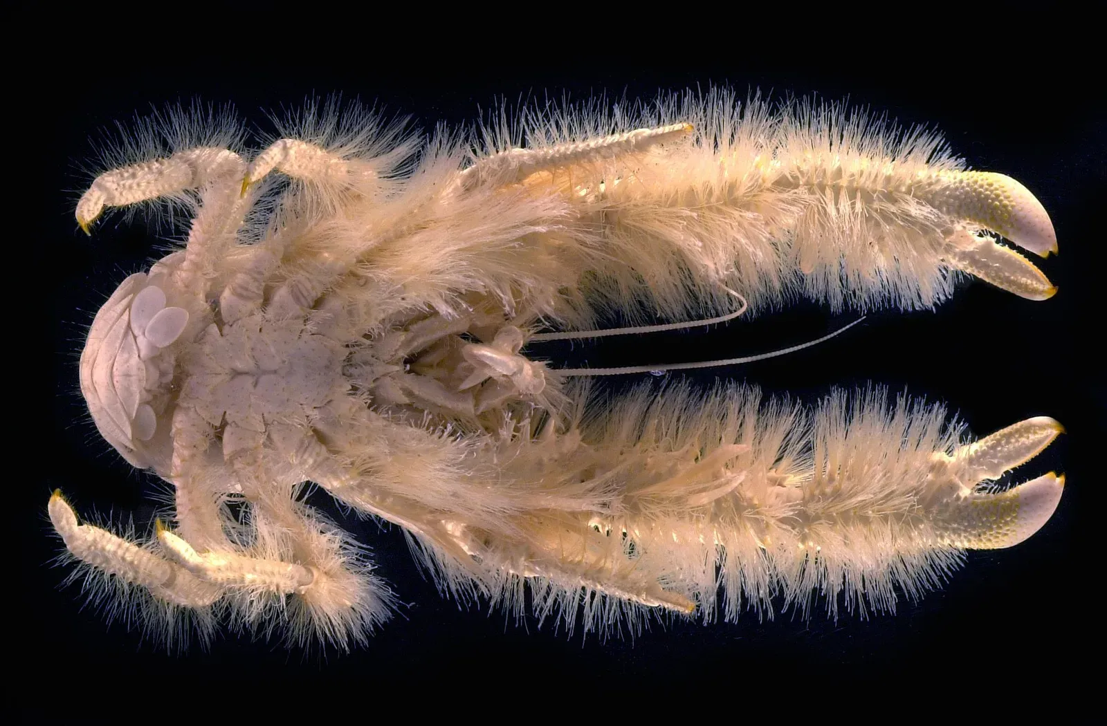 #5 - The Yeti Crab Grows Its Own Food Farm on Its Claws (Galathée yéti, un habitant des profondeurs abyssales, CC BY 4.0)