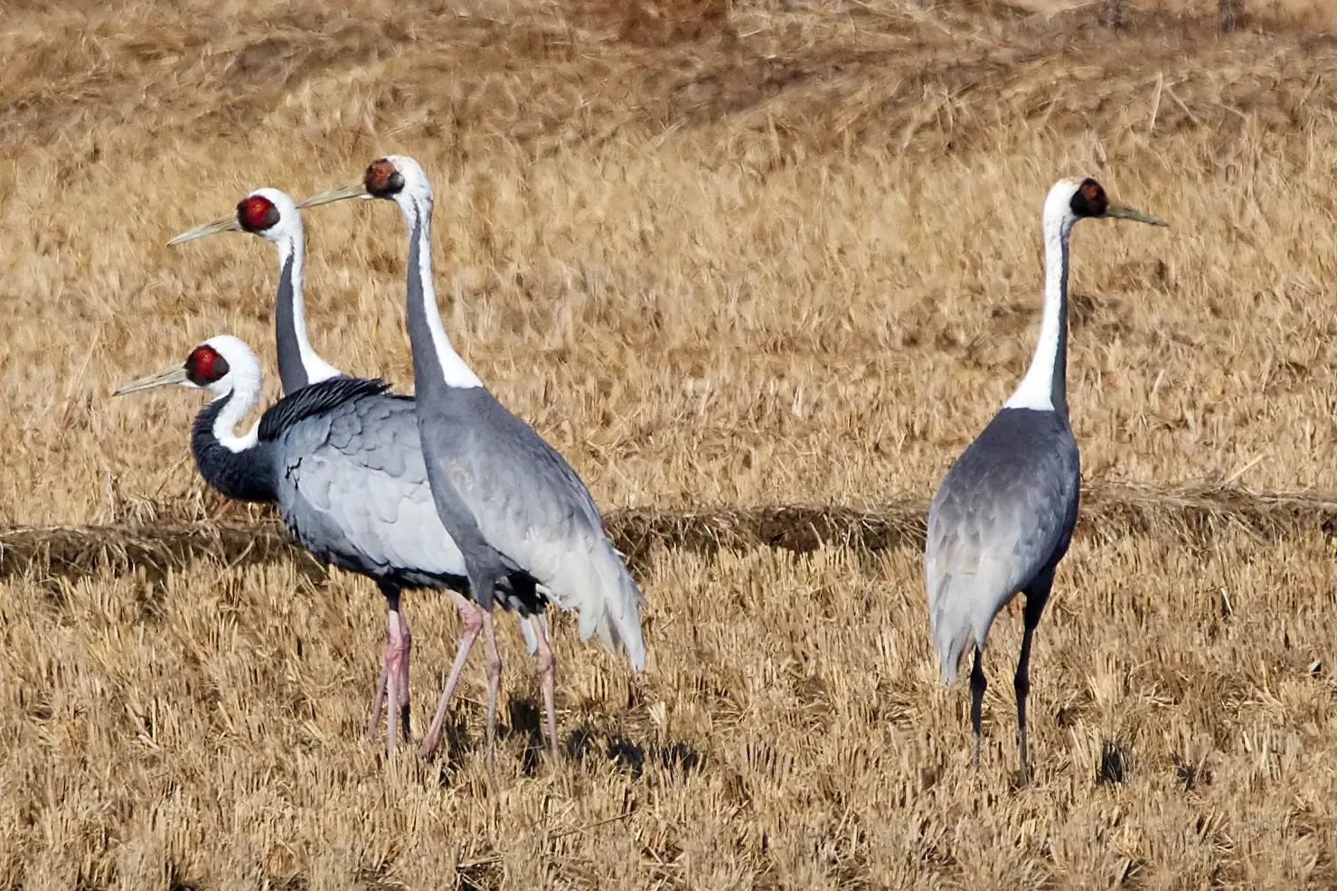 White-naped Crane – The Graceful Border‑Crosser of East Asia (Imported from 500px (archived version) by the Archive Team. (detail page), CC BY 3.0)