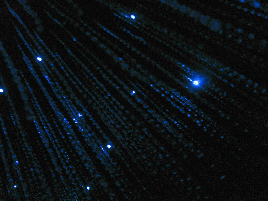 The Chemical Recipe Behind Living Light (Image Credits: Flickr)