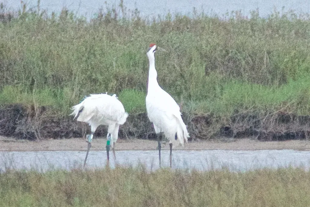 The Whooping Crane: A Towering Symbol of Fragile Hope (Bird Brian, Flickr, CC BY 2.0)