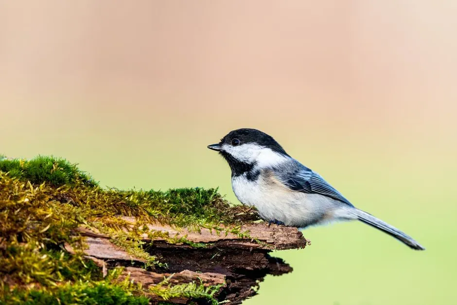 8. Their Brain Is Constantly Updating a “Live” Map of Your Yard (Image Credits: Pexels)
