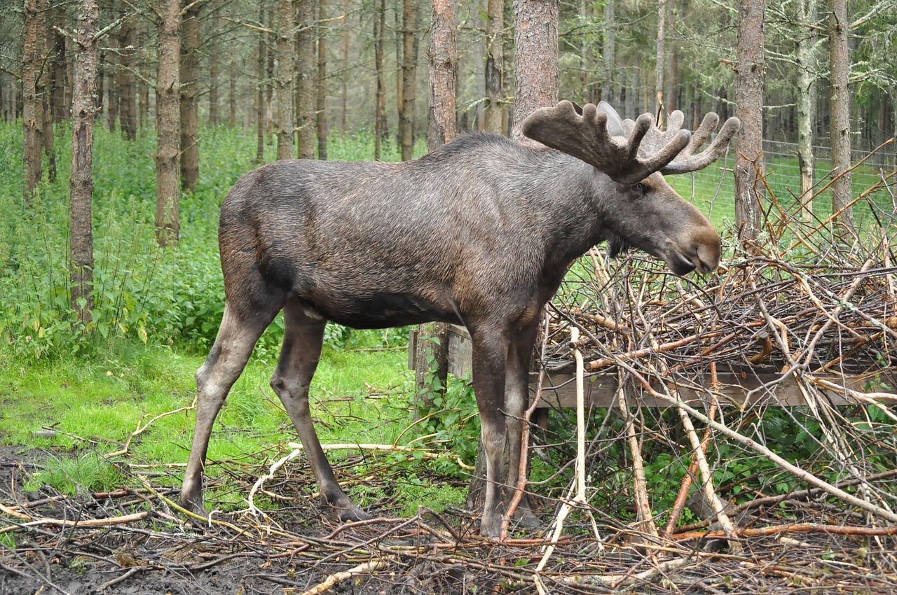 Leo: The Maine Moose (Image Credits: Pixabay)