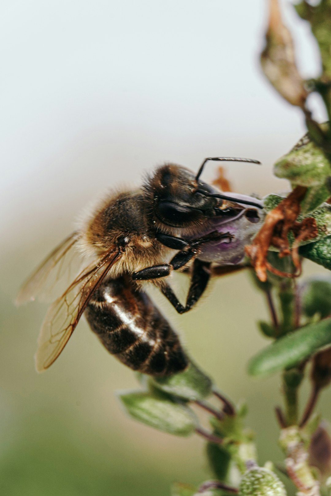Global Perspectives: Ants, Bees, and Insects as Micro-Disaster Monitors (Image Credits: Unsplash)