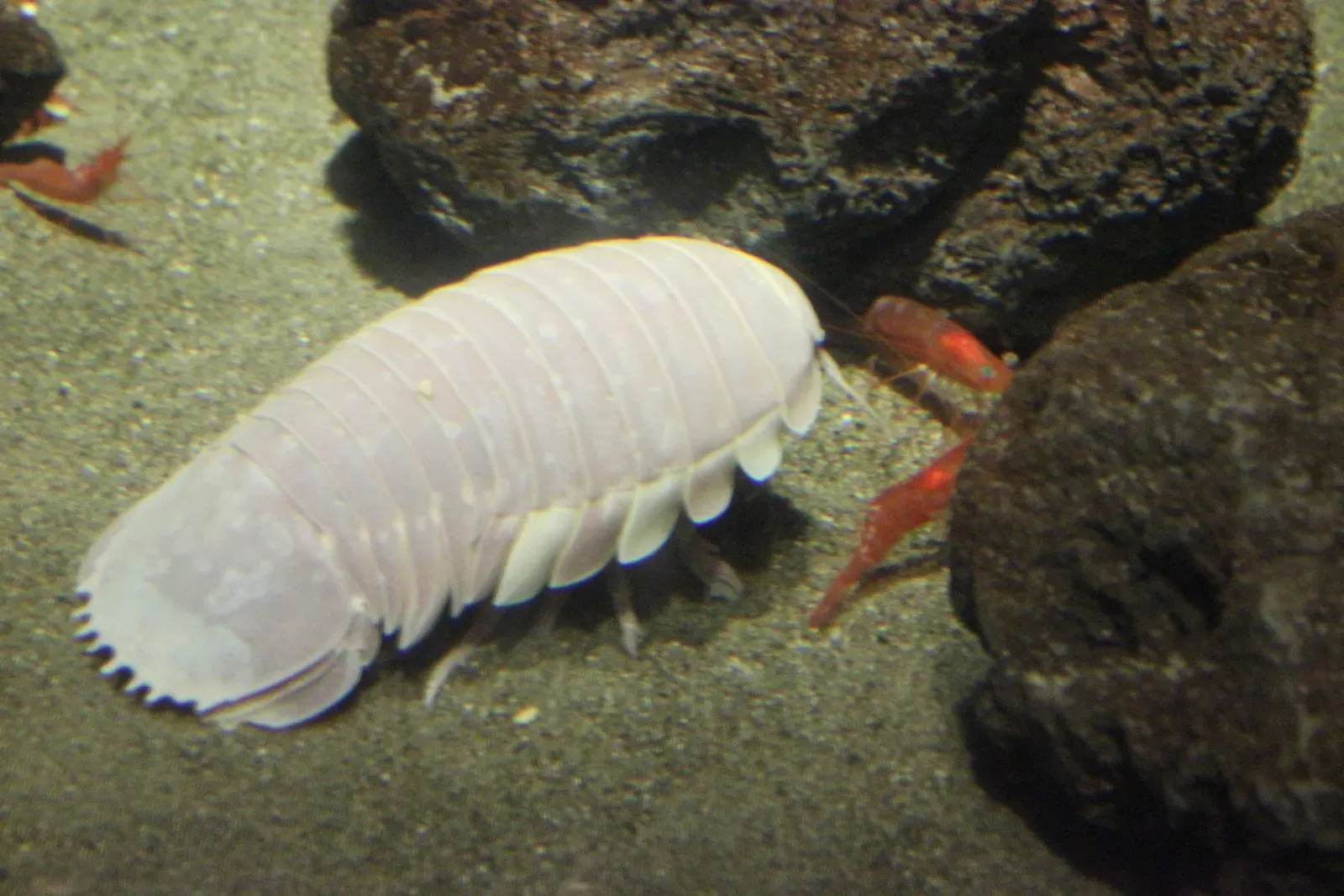 2. Giant Isopod – The Deep-Sea “Pill Bug” Tank (Image Credits: Wikimedia)