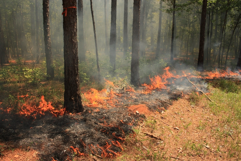 Klamath National Forest, California: Community, Culture, and a Call to Action (Image Credits: Rawpixel)