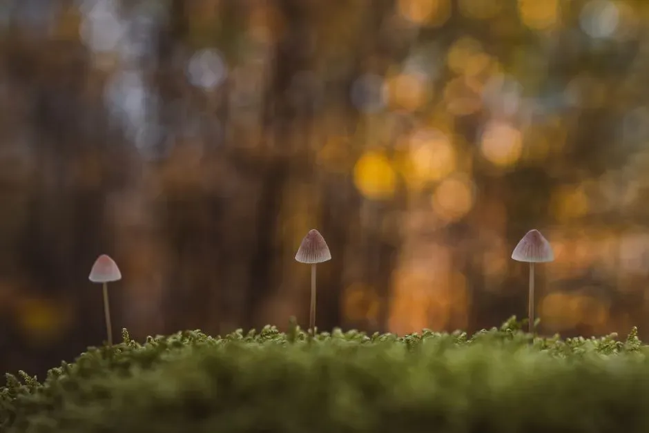What a Fairy Ring Can Teach You About the Hidden Life Under Your Feet (Image Credits: Pexels)