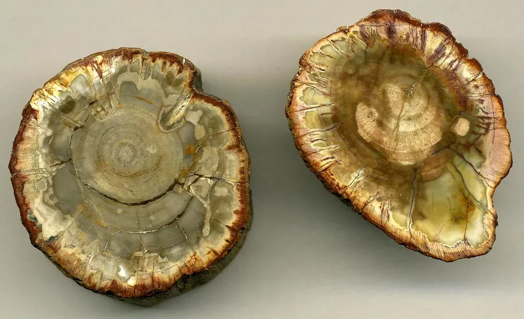 Why Ancient Trees Are Climate Time Machines (James St. John, Flickr, CC BY 2.0)
