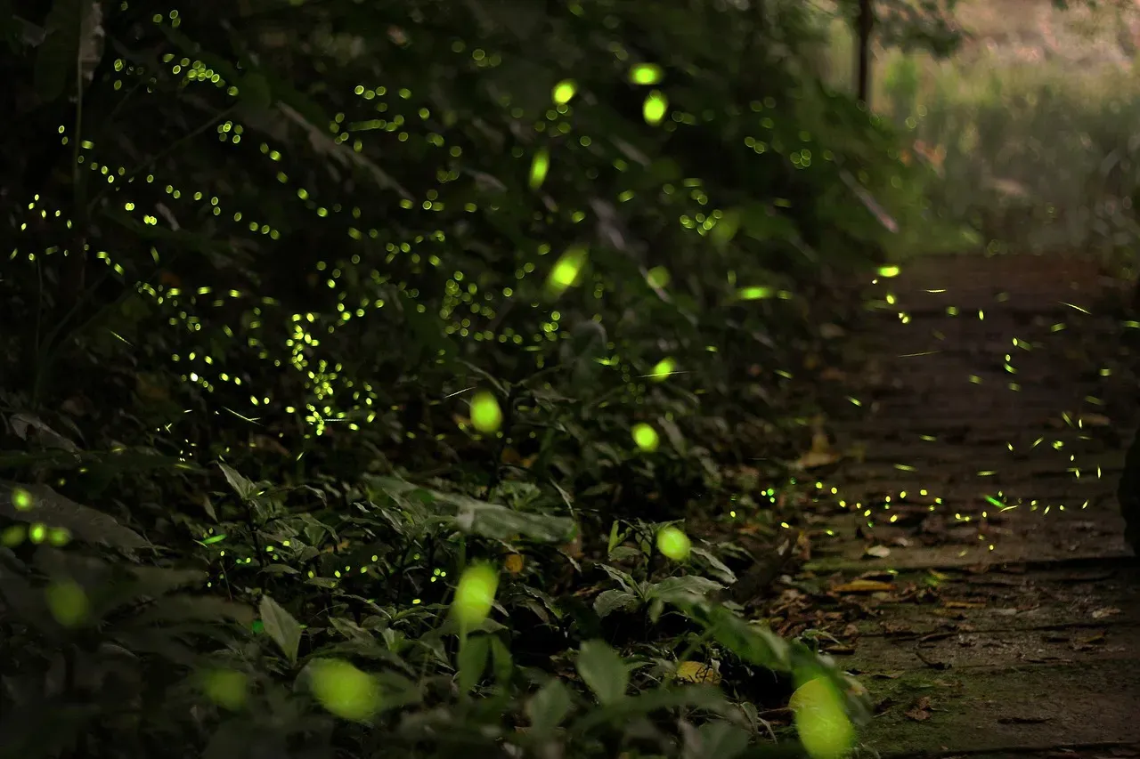 Libra – The Nocturnal Firefly (Image Credits: Pixabay)
