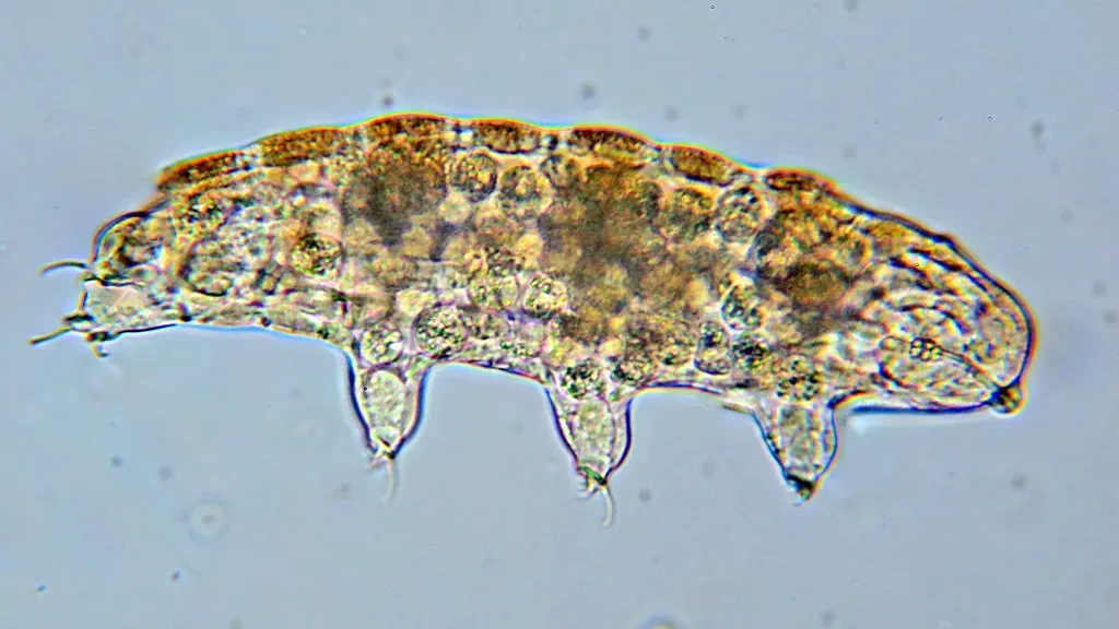 The Tardigrade: The Tiny Beast That Can Survive Almost Anything (Image Credits: Flickr)