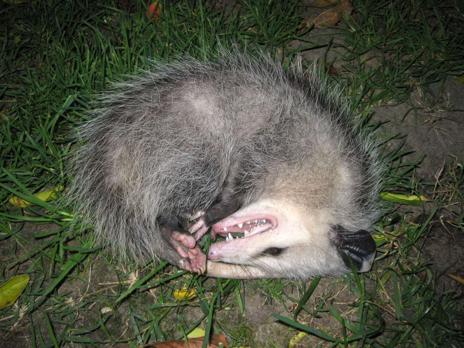 The Virginia Opossum's Death-Defying Defense (Image Credits: Wikimedia)