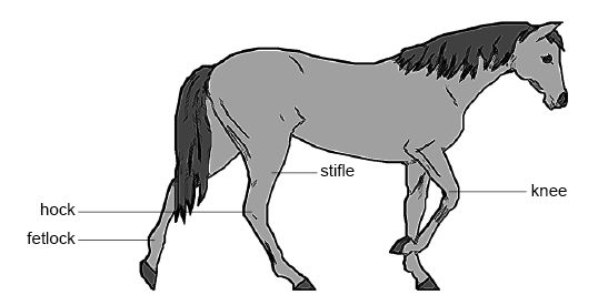 Bones That Tell Time (Image Credits: Wikimedia)