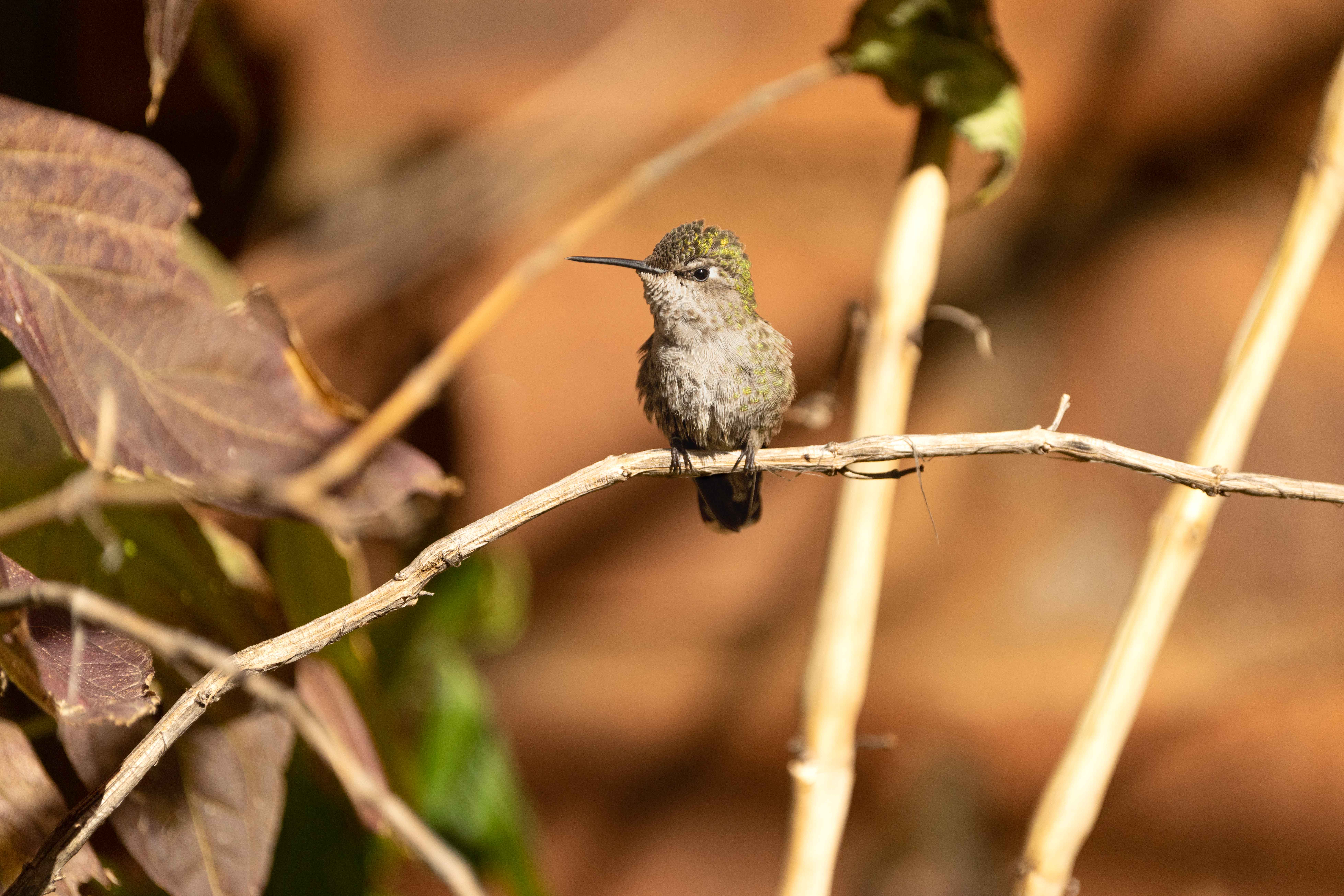 Shade Tactics: Microclimate Mastery in Desert Canyons (Image Credits: Wikimedia)