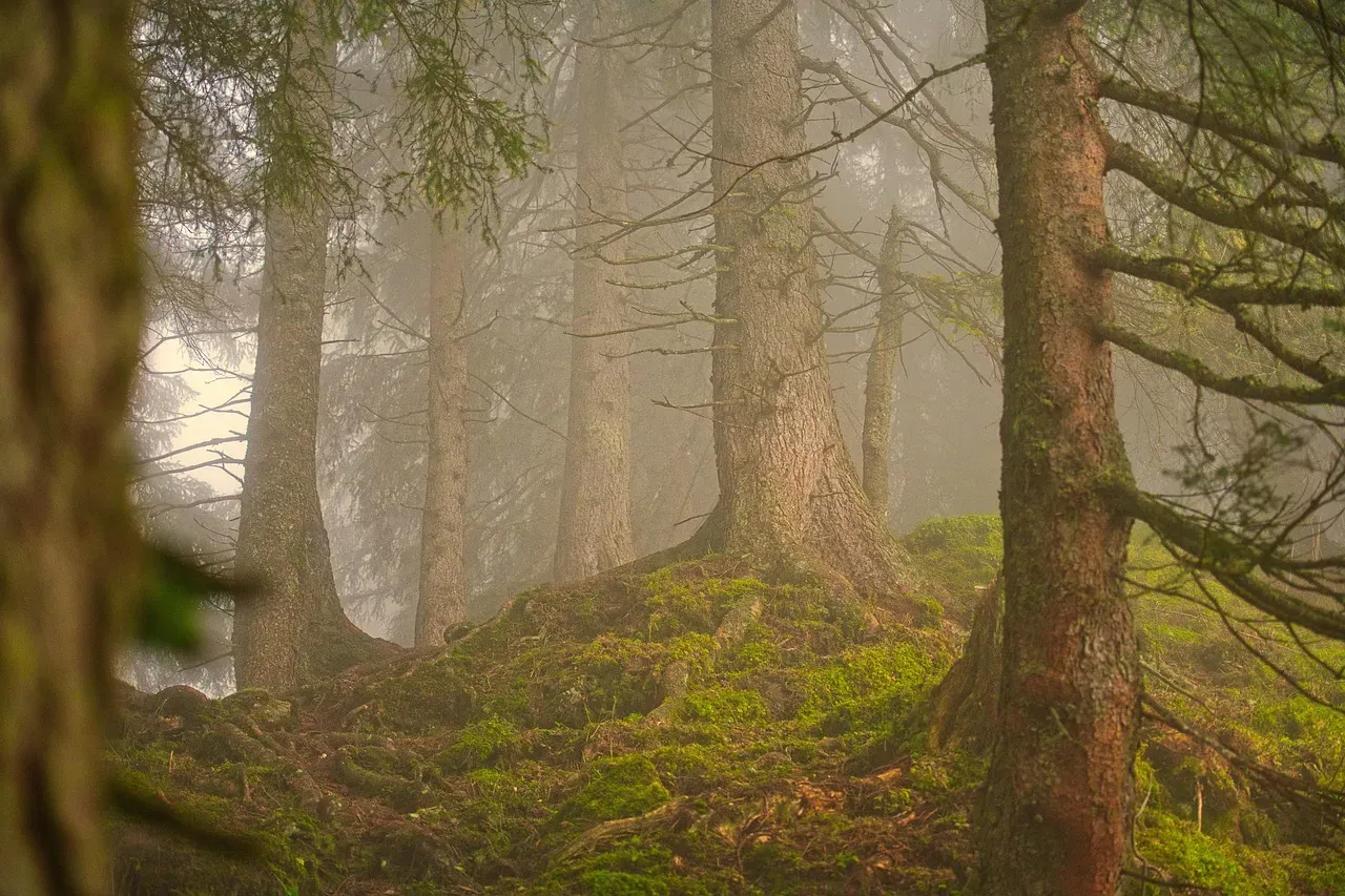 Forest Air Is Not Inert: Phytoncides and Plant Compounds in Every Breath (Image Credits: Pixabay)