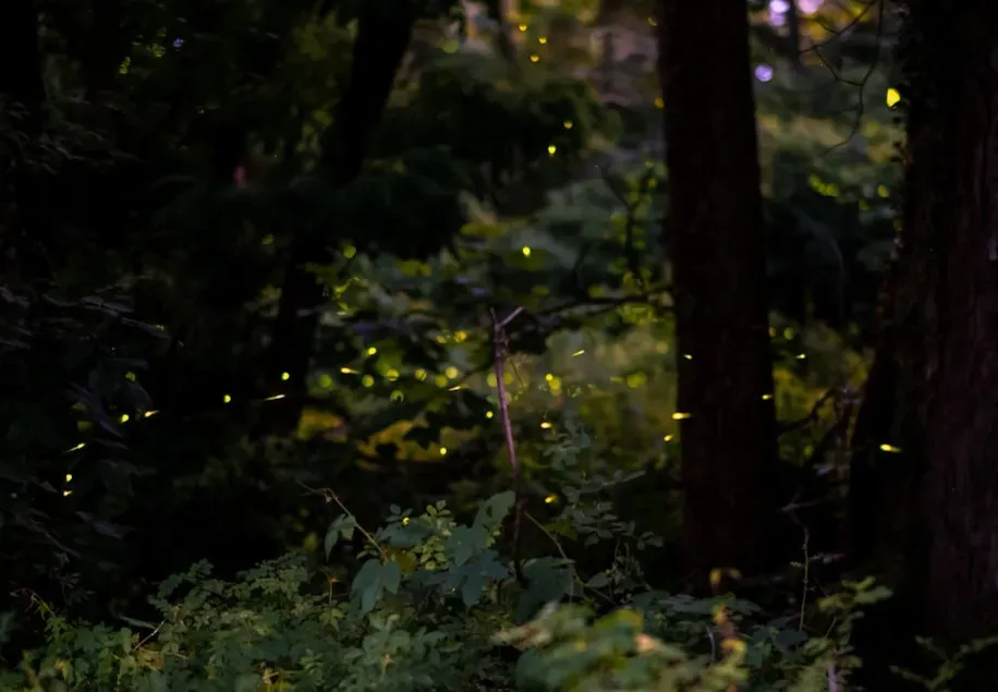 1. Fireflies: Love Letters Written in Light (Image Credits: Unsplash)