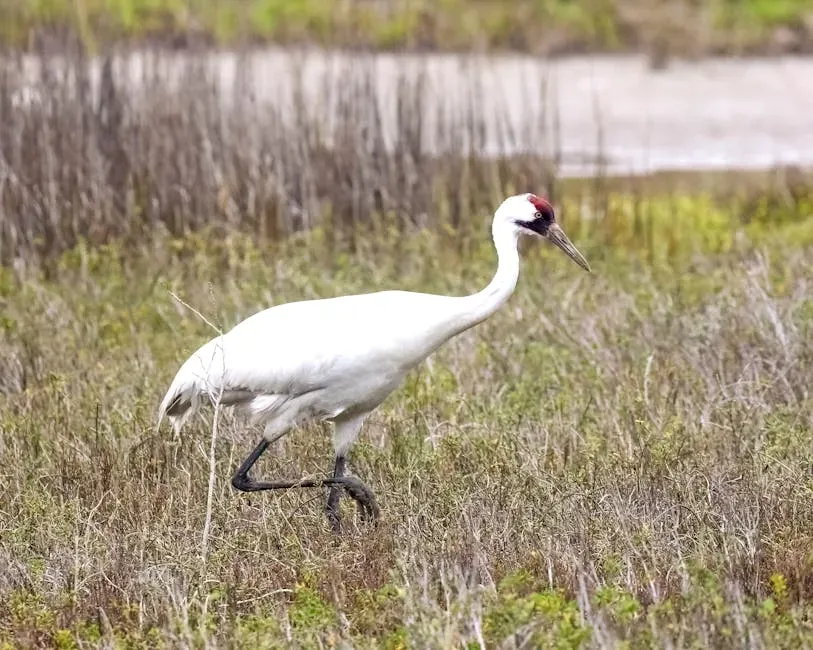 7. The Whooping Crane: A Bird That Nearly Vanished Forever (Image Credits: Pexels)