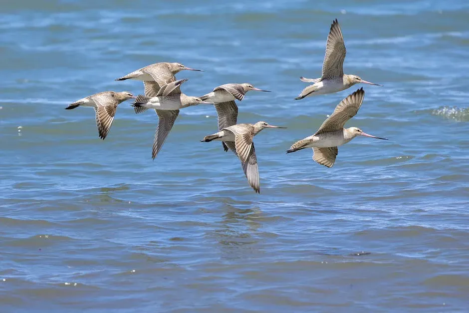 The Bar-Tailed Godwit: Earth's Most Extraordinary Endurance Athlete (Image Credits: Pexels)