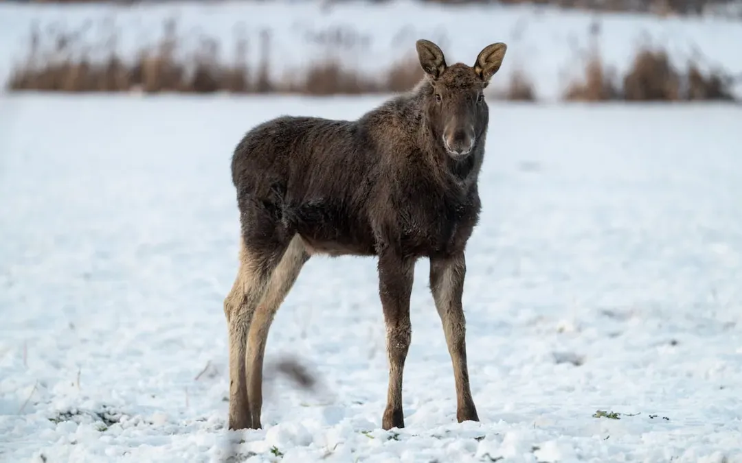 11. Calves Grow Quickly and Learn Survival Skills Almost Immediately (Image Credits: Unsplash)