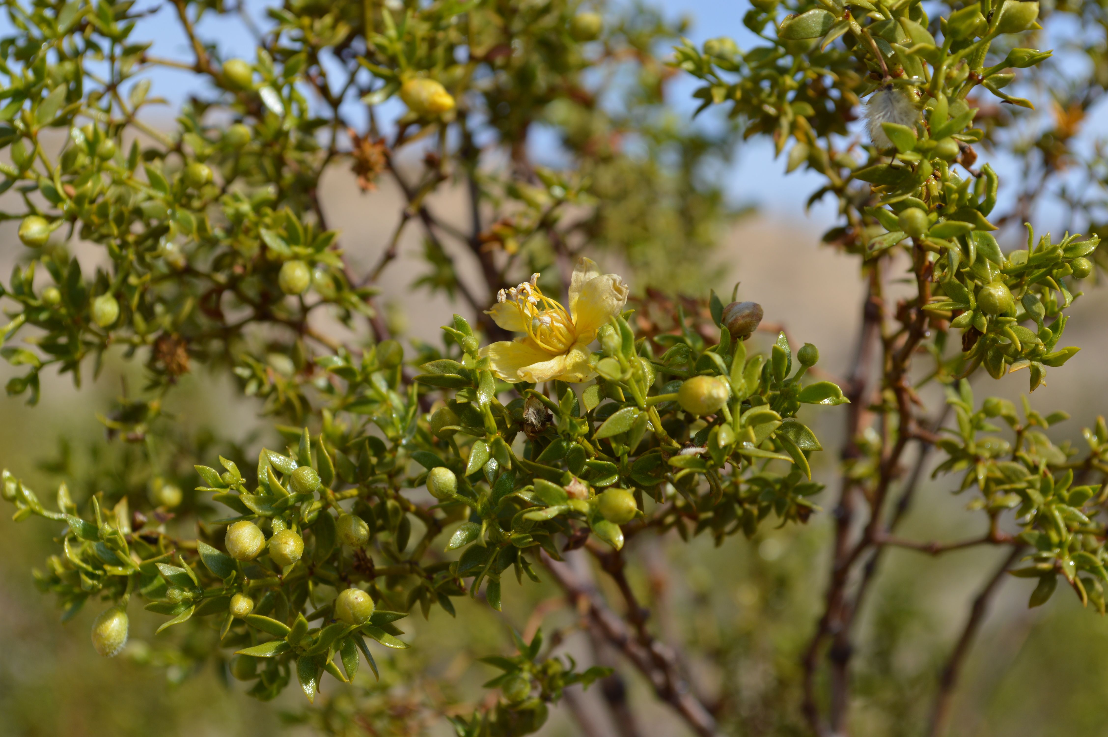 Water and Heat: A Subtle Engine (Image Credits: Wikimedia)