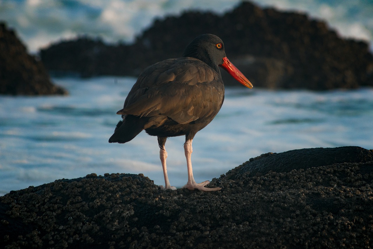 Scorpion Rock, Channel Islands - Habitat Restoration Pays Off (Image Credits: Pixabay)