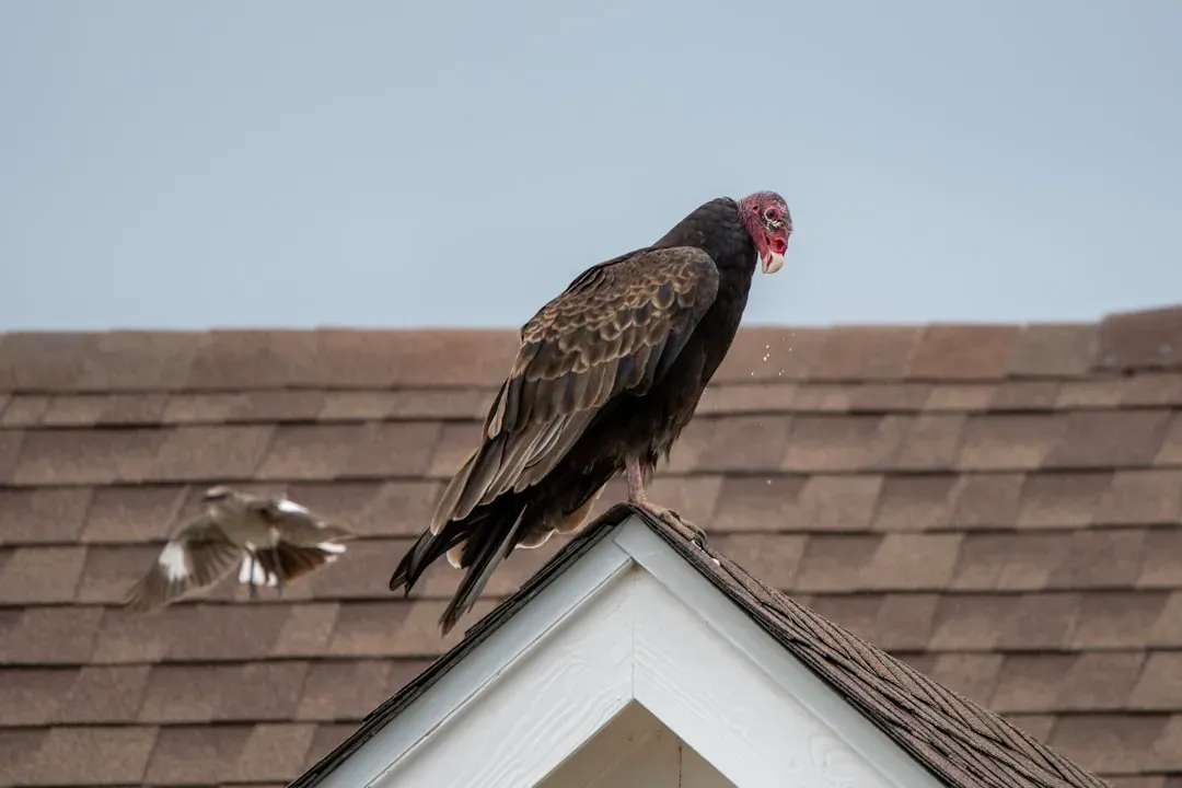 The Science of Destruction: Why Vultures Target Roofs and Hardware (Image Credits: Unsplash)
