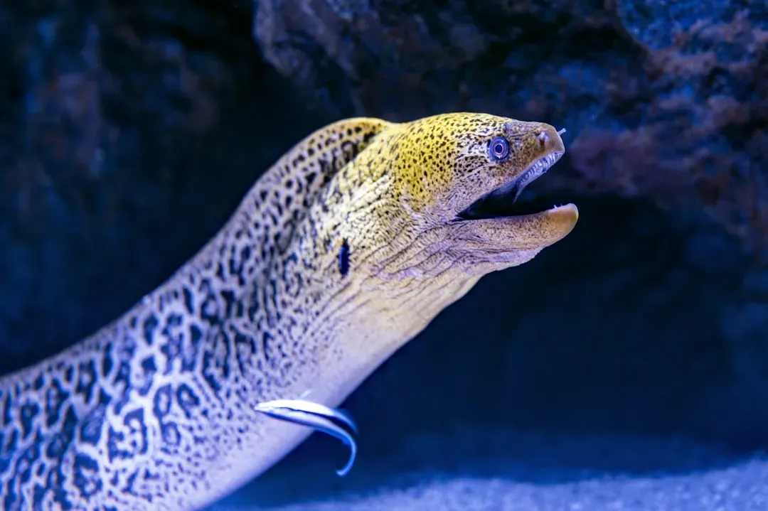 5. Electric Fish Sending Secret Currents (Image Credits: Unsplash)